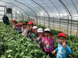 2025いちご狩り1