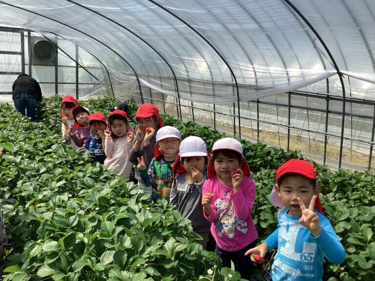 2025いちご狩り1