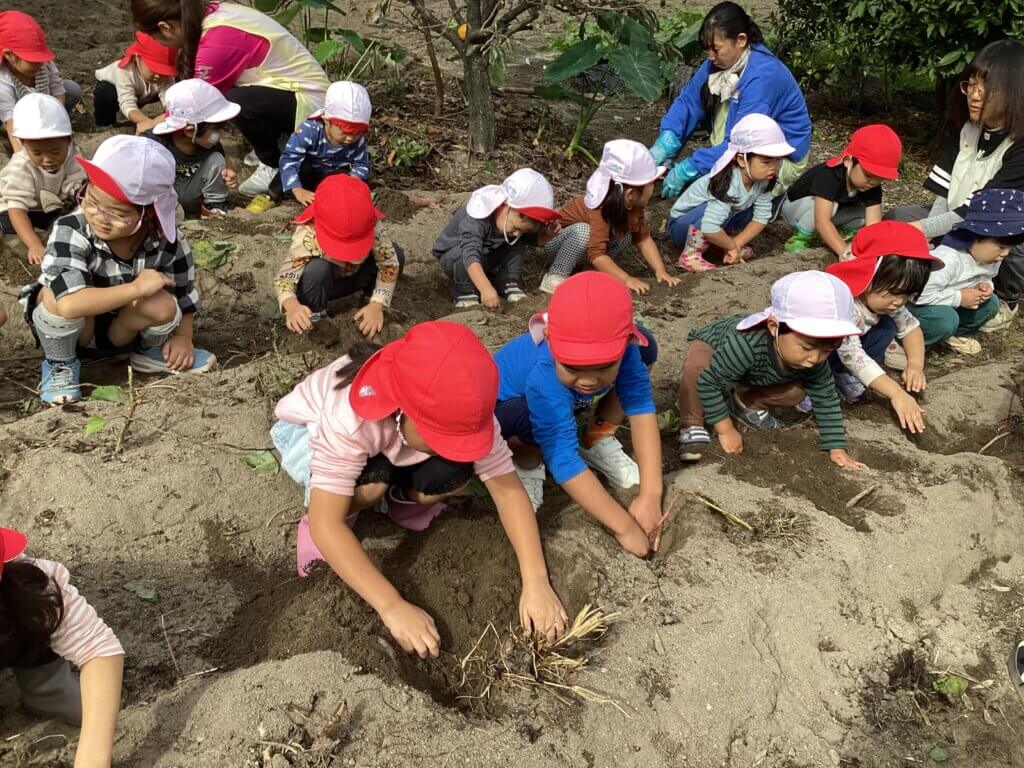 さつま芋を掘る写真